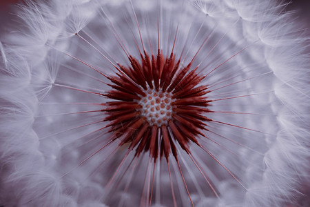 自然界下秋天的抽象dandelion种子图片