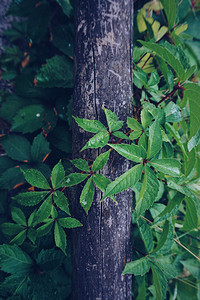 绿色植物树叶在自然绿色背景中纹身图片