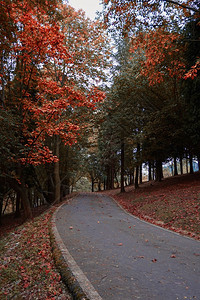 金色的树叶与道路背景图片