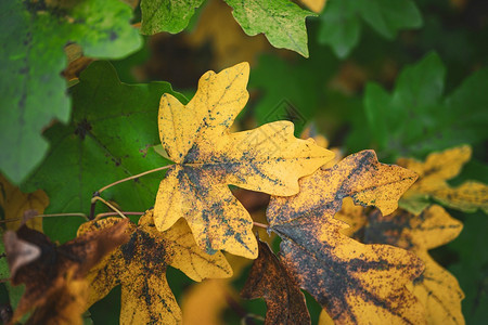 秋季黄树叶自然的秋色图片