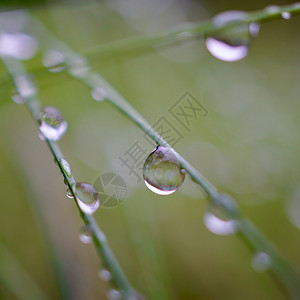 自然中的绿草雨滴秋季绿本底图片