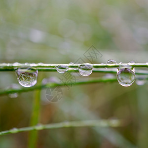 自然中的绿草雨滴秋季绿本底图片