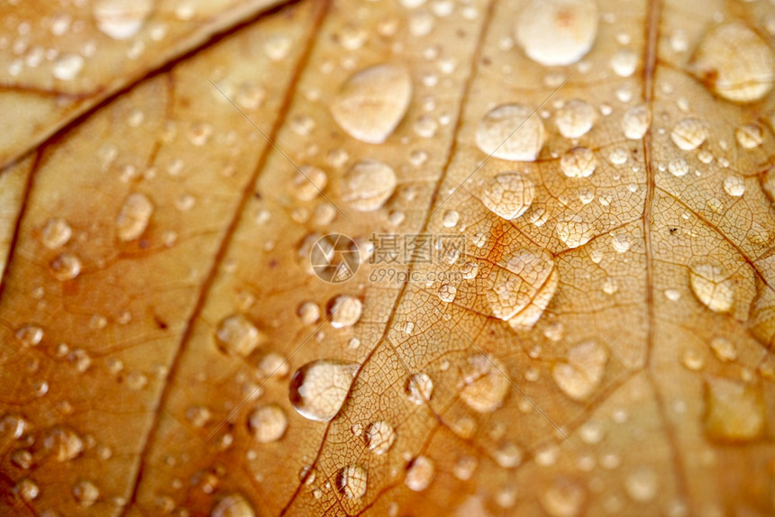秋季棕叶上的雨滴自然中秋色图片