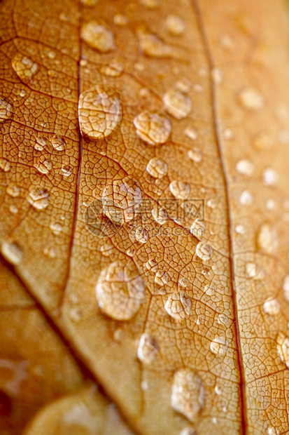 秋季棕叶上的雨滴自然中秋色图片