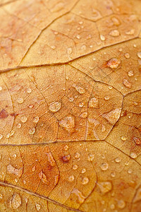 水滴秋季棕叶上的雨滴自然中秋色背景