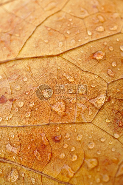 秋季棕叶上的雨滴自然中秋色图片