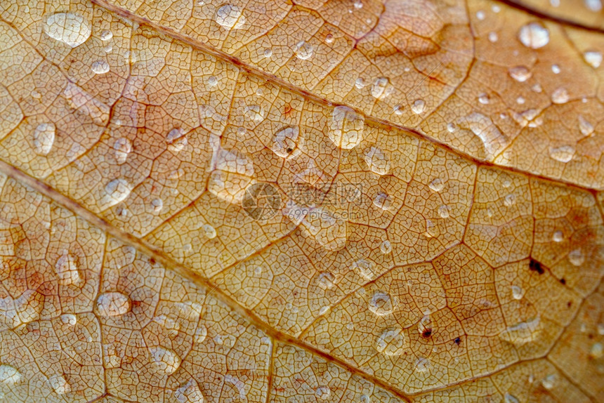 秋季棕叶上的雨滴自然中秋色图片