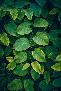 绿色植物叶树在秋季绿背景和色的自然中纹质图片