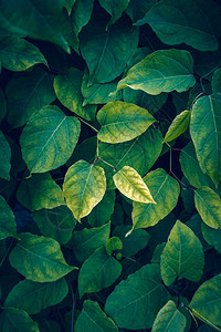 绿色植物叶树在秋季绿背景和色的自然中纹质图片