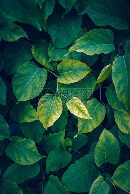 绿色植物叶树在秋季绿背景和色的自然中纹质图片