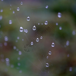 在秋季的自然中蜘蛛网上的雨滴图片