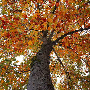 秋季有色的树图片