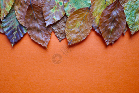 橙色背景秋季和色的棕树叶图片