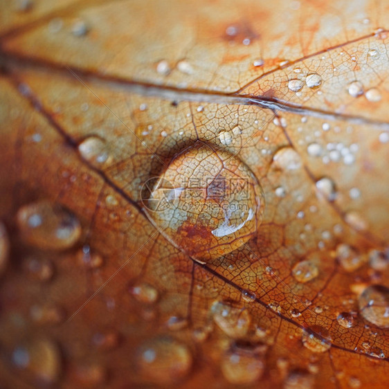 秋季棕叶上的雨滴自然中秋色图片