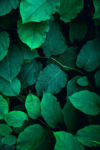 绿色植物树叶在自然绿色背景中纹身图片