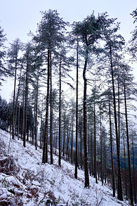 西班牙毕尔巴鄂岛冬季白日寒冬季雪中山图片