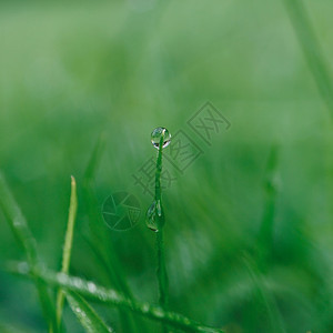 自然中的绿草秋季雨绿色背景图片