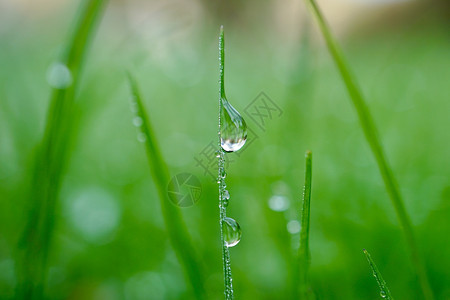 自然中的绿草秋季雨绿色背景图片