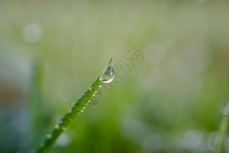 在雨季和绿草地上的雨滴图片