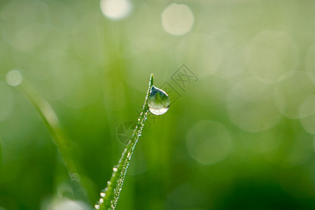 在雨季和绿草地上的雨滴图片