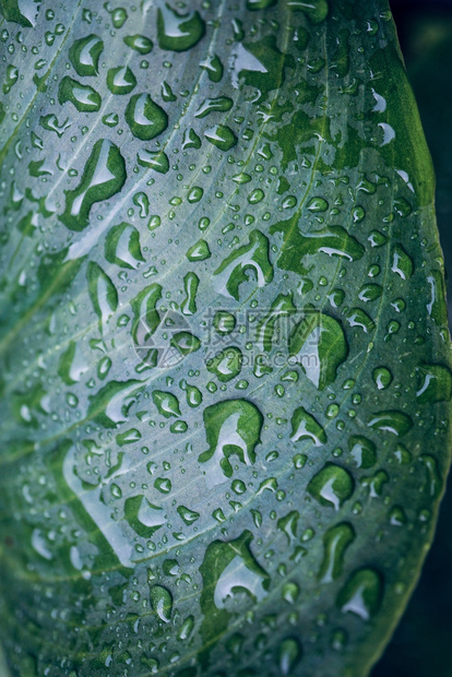 在冬季雨的绿植物叶上的雨滴图片