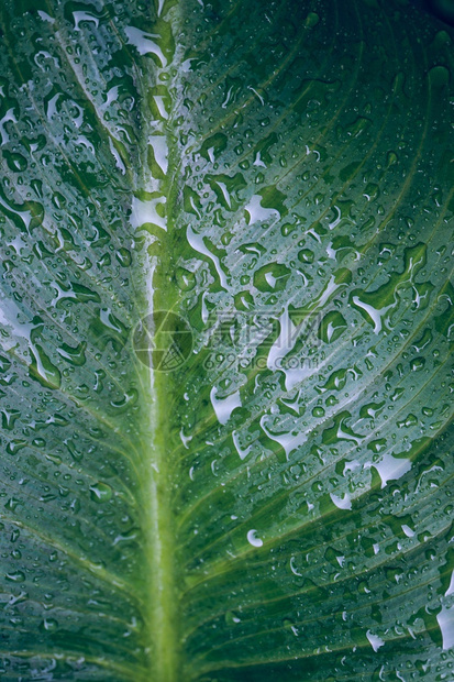 在冬季雨的绿植物叶上的雨滴图片