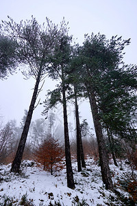 西班牙毕尔巴鄂Bilbao冬季山上树的雪图片