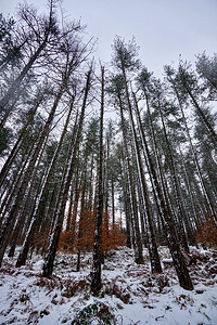 西班牙毕尔巴鄂Bilbao冬季山上树的雪图片