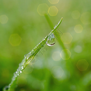 大自然的草叶上下雨滴冬天的图片