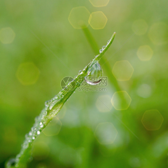 大自然的草叶上下雨滴冬天的图片