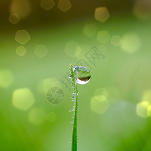 大自然的草叶上下雨滴冬天的图片