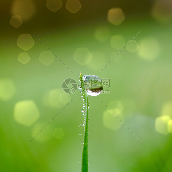 大自然的草叶上下雨滴冬天的图片