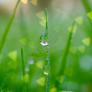 大自然的草叶上下雨滴冬天的图片