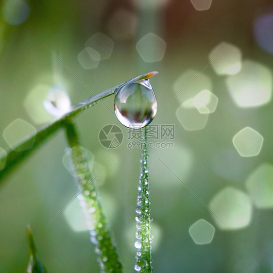 在雨天绿色和明亮的本底在绿草上撒下雨水图片