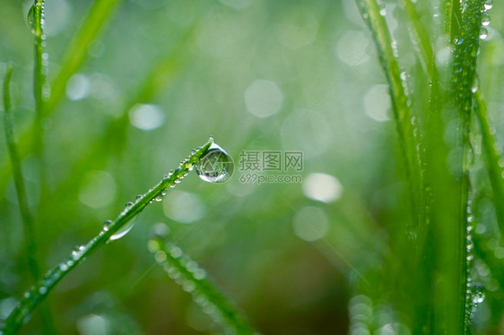 在雨天绿色和明亮的本底在绿草上撒下雨水图片