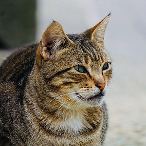 美丽的流浪猫肖像动物主题图片