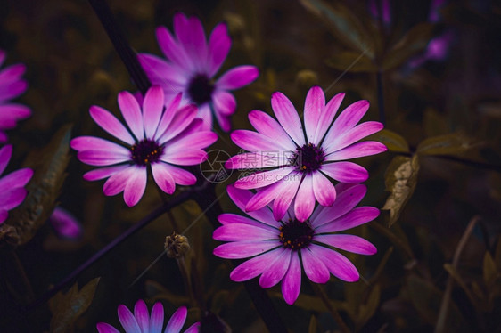 秋季花园的美丽粉红花朵图片