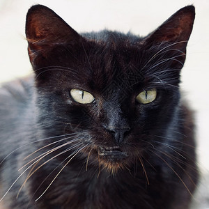 街上美丽的流浪猫肖像背景图片
