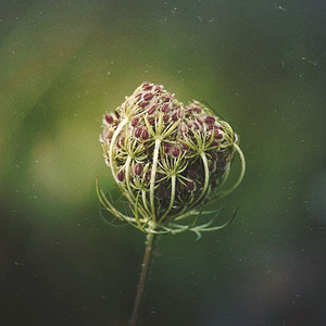 秋季花园的美丽绿背景图片