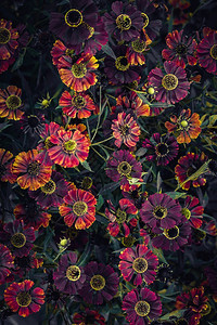 秋季色花朵在园中的紫色朵图片