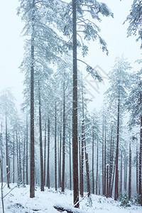 西班牙毕尔巴鄂山上的雪冬季图片