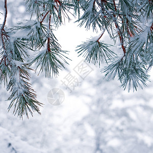 冬季的松树叶上积雪背景图片