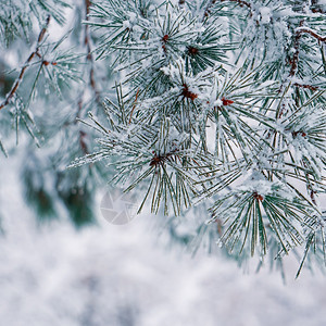 冬季的松树叶上积雪图片