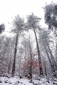 冬季雪在树上图片
