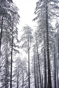 冬季雪在树上图片