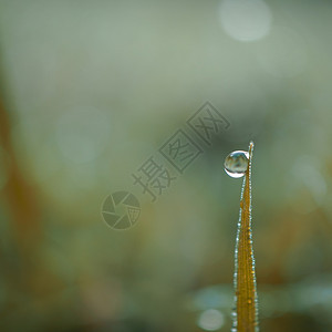 在雨天绿色背景的草叶上滴图片