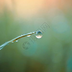 在雨天绿色背景的草叶上滴图片