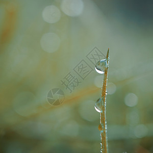 在雨天绿色背景的草叶上滴图片