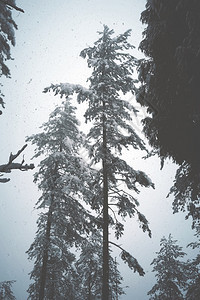 冬季雪山上松树的雪冬季白色背景图片