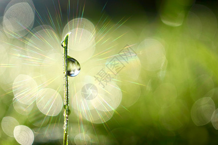 在春季的雨绿草上滴下雨水图片